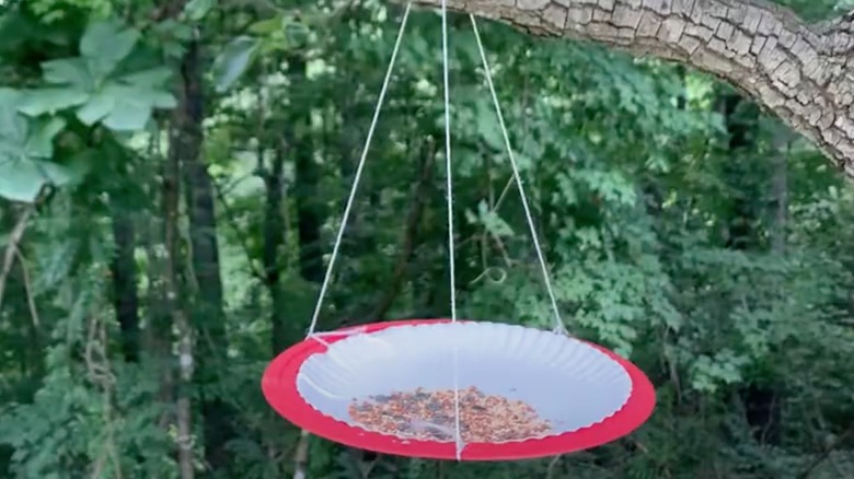 A DIY paper plate bird feeder is hanging from a tree.