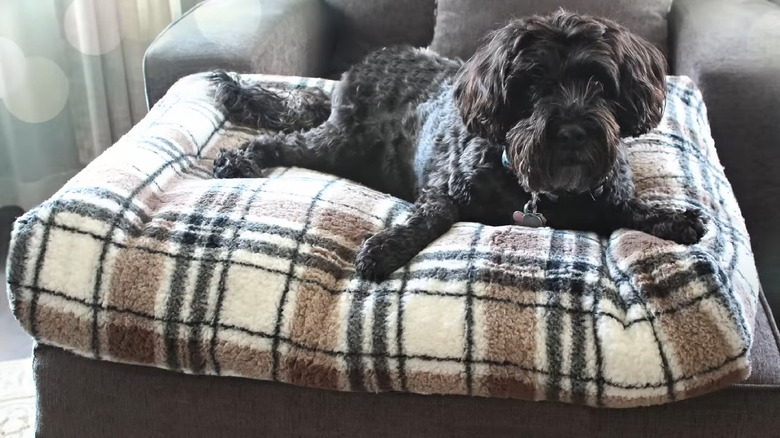 Small dog sits on sofa cushion turned into an imitation fur pet bed