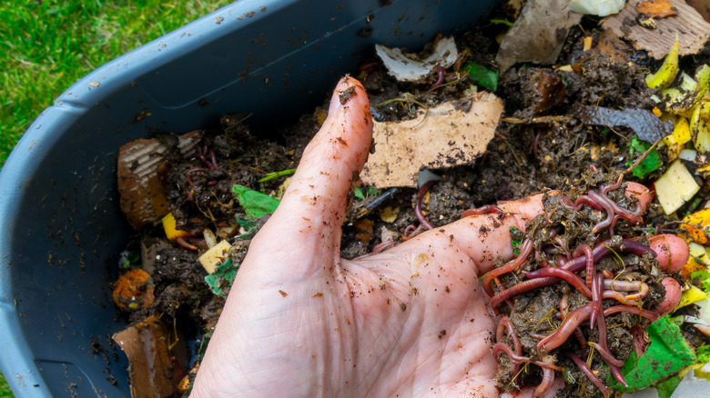 A hand holding worms in a compost bin with cardboard and food bits in it