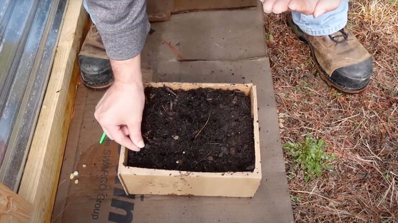 A man stands behind a cardboard box filled with dirt and is reaching down to plant seeds inside