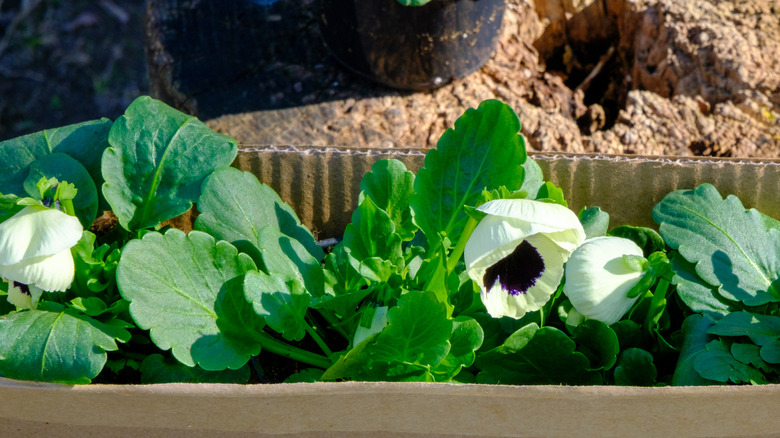 A cardboard box with violets planted inside