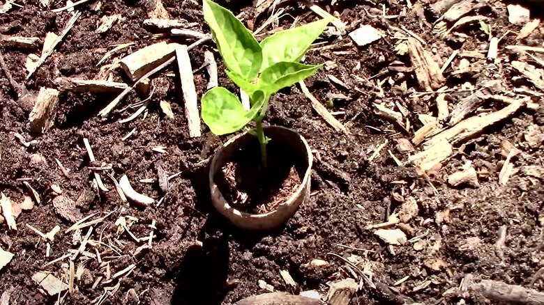 A young plant surrounded by a cardboard tube as a plant collar