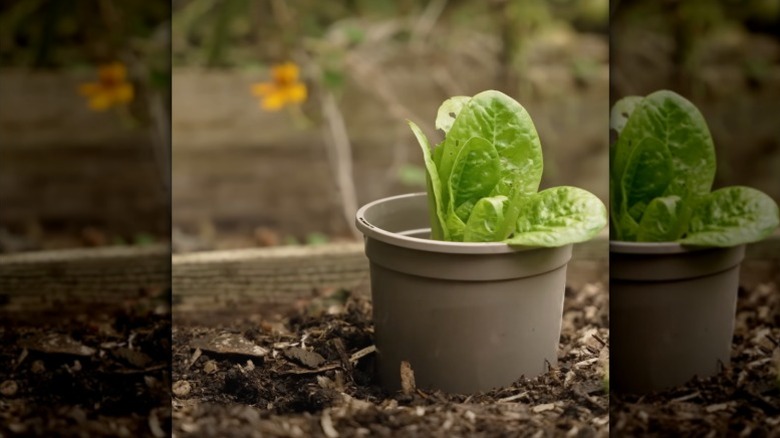 A plastic plant pot sits over a lettuce seedling in the garden