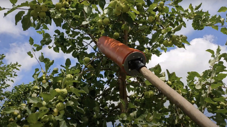 A gardener picks fruit from high up in a tree with a tool made from part of an old shovel handle.