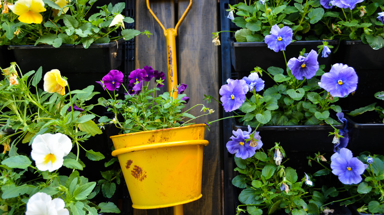 A wall-mounted planter for purple pansies made from a metal pot and an old shovel.