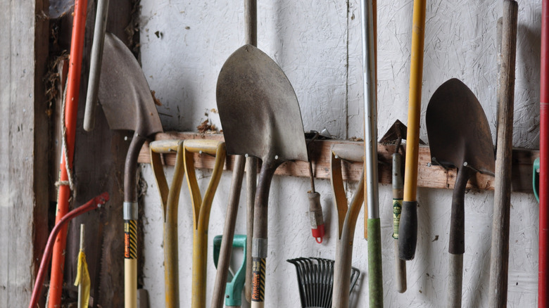 Shovels and other garden tools hanging on the wall in a shed or garage.