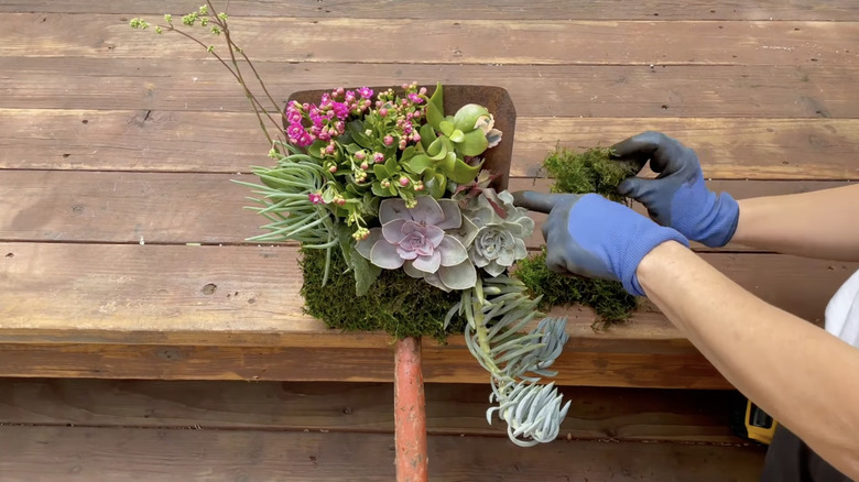 A gardener pushes succulents, orchids, and moss into a shovel covered with chicken wire.