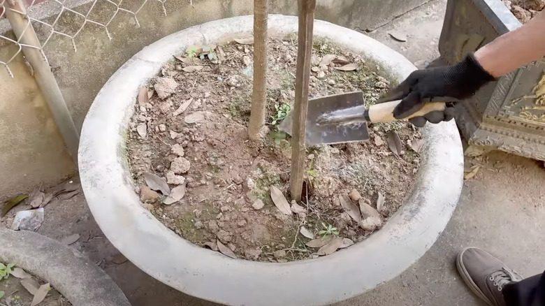 A gardener digs turns the soil in a large planter with a trowel they handmade from an old shovelhead.
