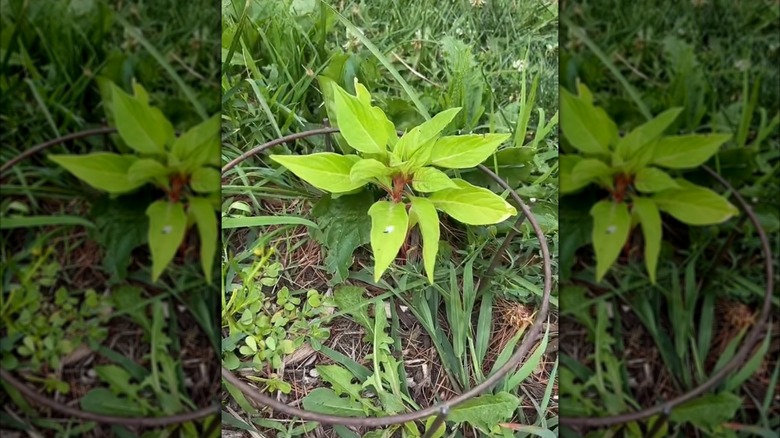 metal rings around plant