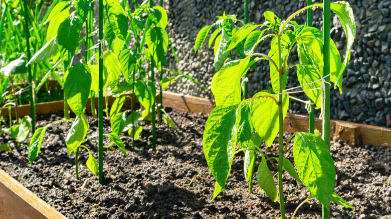 plants with garden stakes