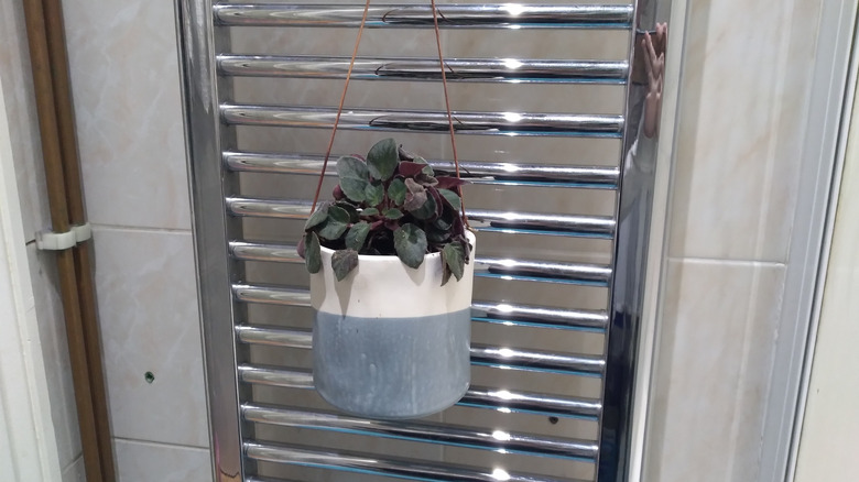 plant pot hanging in bathroom