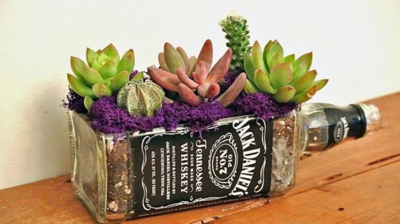 An empty glass whiskey bottle made into planter for succulents.
