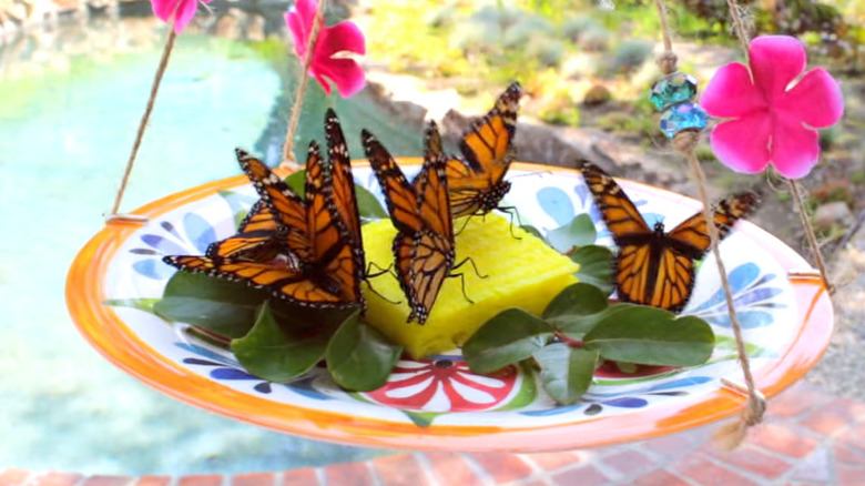 Small dish used as butterfly feeder