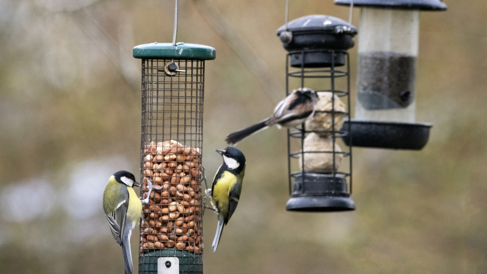 10 Unique Ways To Repurpose An Old Or Broken Bird Feeder