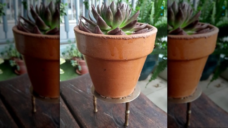 A succulent in a white pot sitting on a vintage trivet