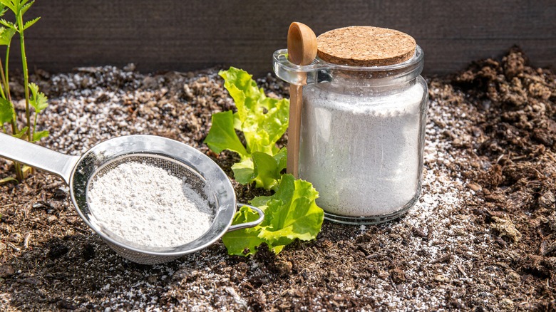 Diatomaceous earth in jar