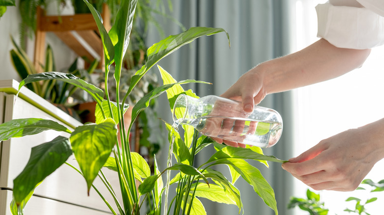 Close up of person watering plants