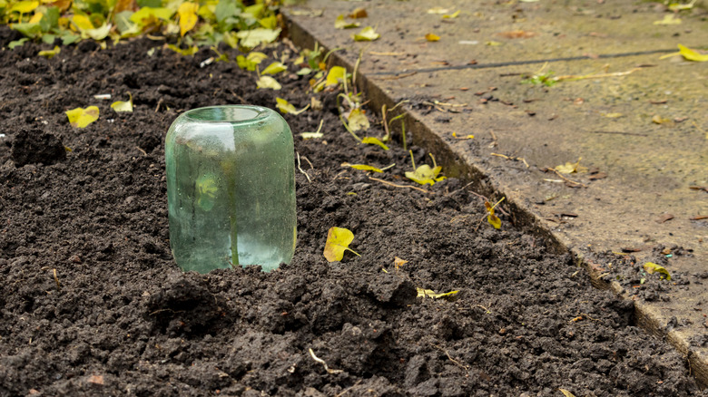 Small seedlings protected from cold weather