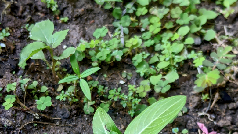 Small weeds starting to grow on bare soil