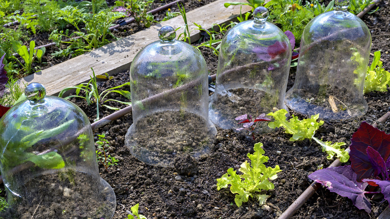 Seedlings under glass cloches