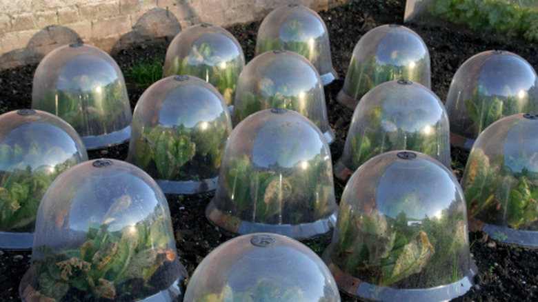 Young cabbage under glass cloches