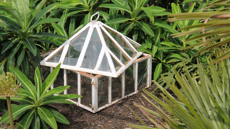 Vintage garden glass cloche