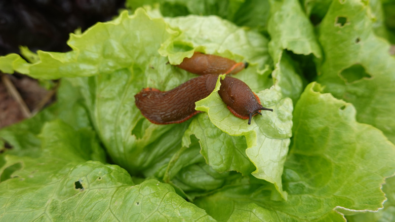 Slugs on lettuce plants