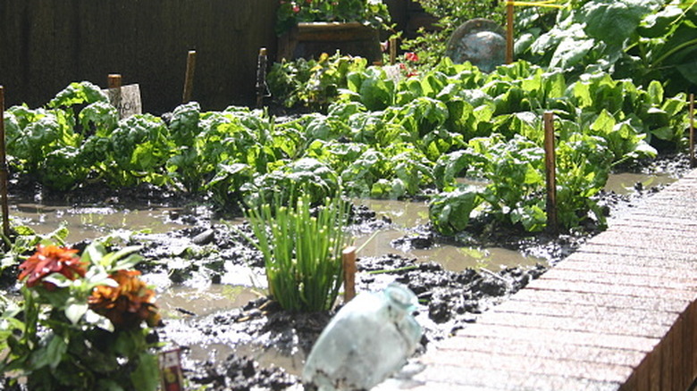Waterlogged vegetable garden