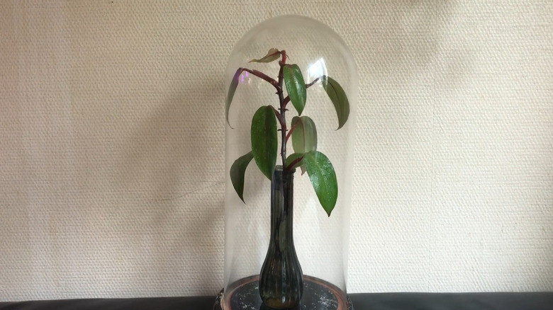 Basil cuttings ready to be put under a cloche