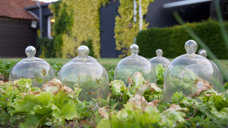 Glass cloches protecting vegetables from frost