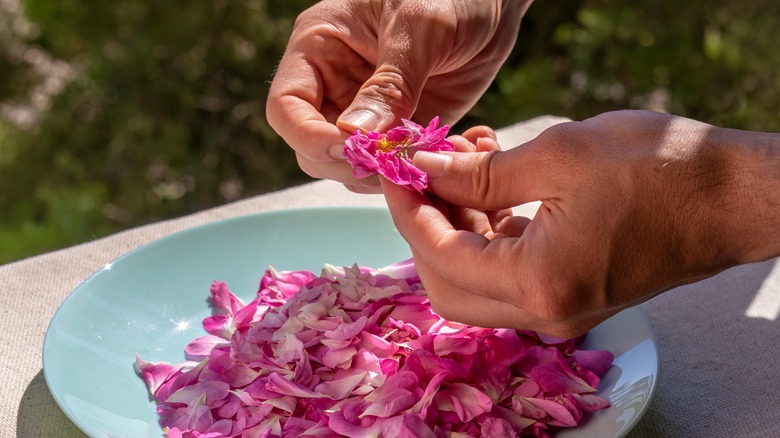 preparing rose to make rosewater
