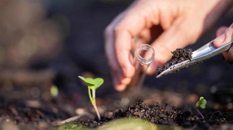 taking soil sample