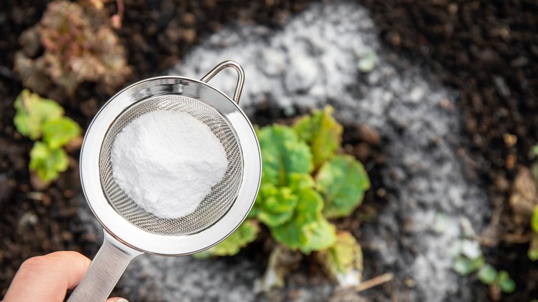 baking soda over plant