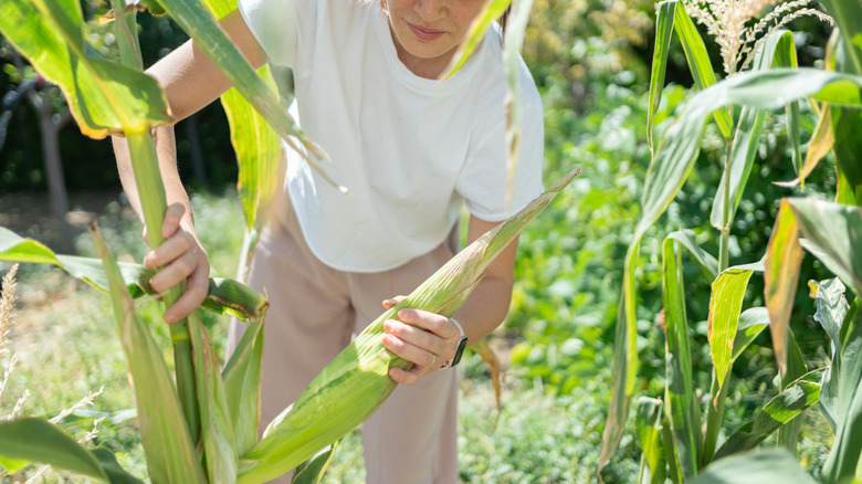 harvesting rip corn