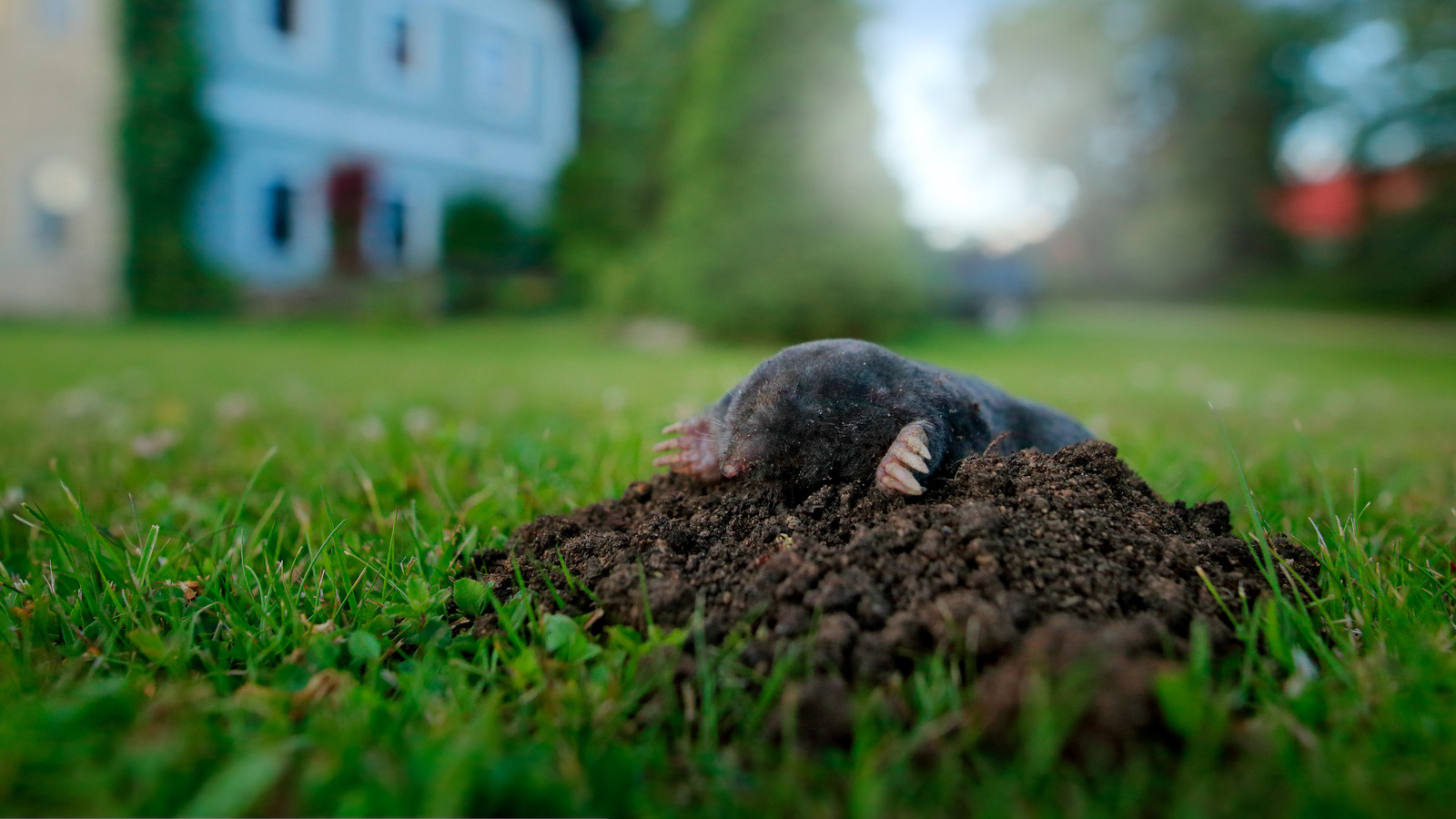 Ways You re Attracting Unwanted Moles To Your Yard ways-you-re-attracting-unwanted-moles-to-your-yard