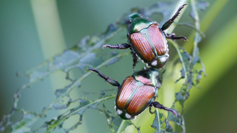 Two Japanese beetles have eaten large holes in a plant leaf