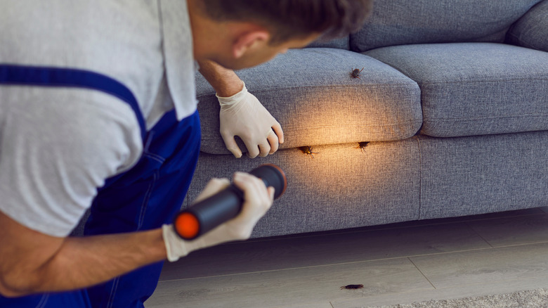 A pest control expert shines a flashlight on a gray sofa covered with roaches