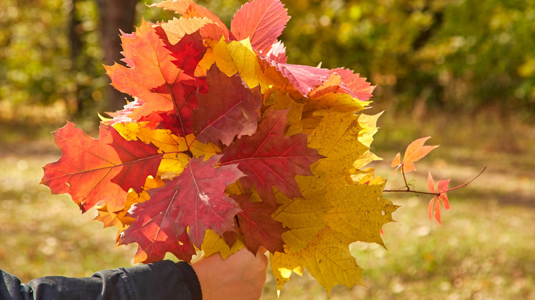 Hand holding fallen leaves in a bouquet style