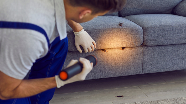 A pest control expert shines a flashlight on a gray sofa covered with roaches