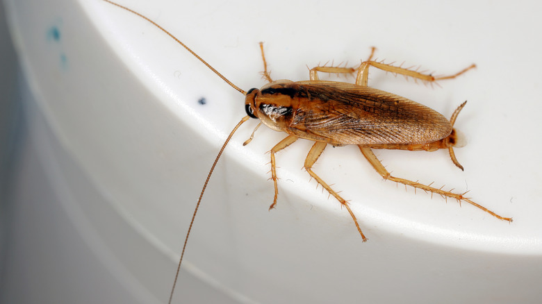 German cockroach on toilet