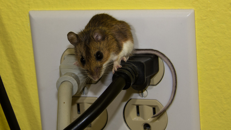 mouse climbing onto electrical outlet plugs