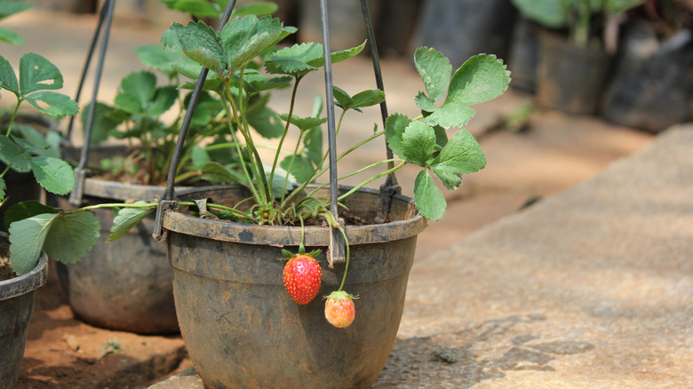 Strawberry plants growing in plastic hanging planters sit on the concrete patio of a nursery.
