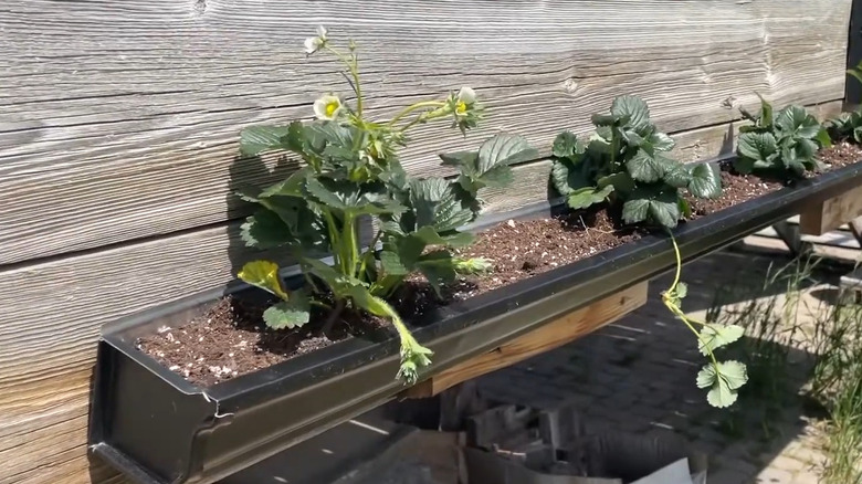 Strawberries growing in a gutter mounted to the bottom of a wooden deck fence.