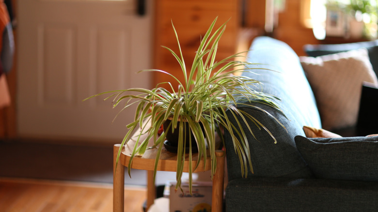 A spider plant on a table behind the couch in a home