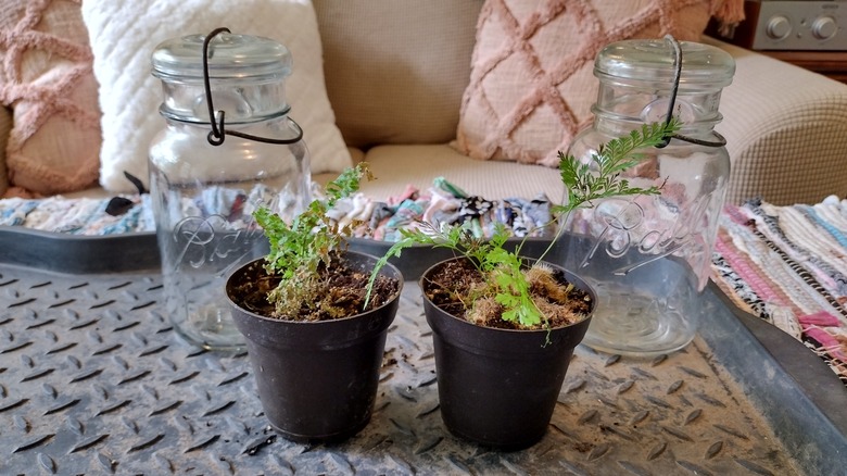 antique jars and ferns