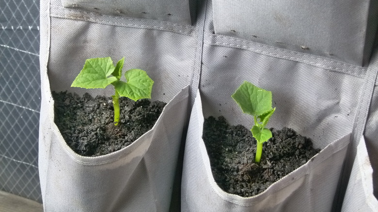 Cucumber seedlings in shoe organizer
