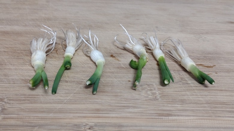 growing green onions from roots