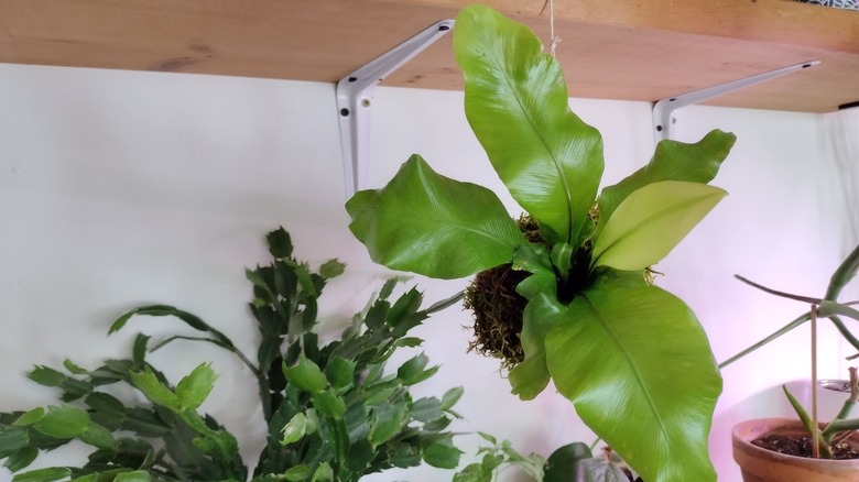 birds nest fern kokedama hanging