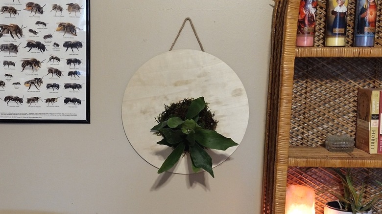 hanging mounted staghorn fern