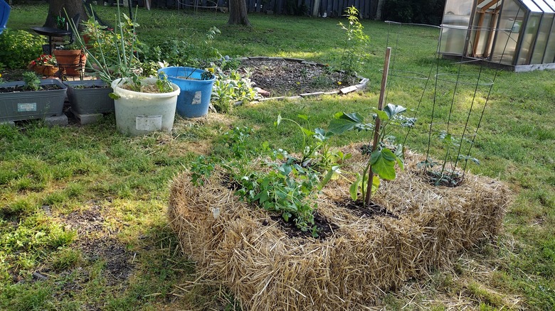 straw bale garden